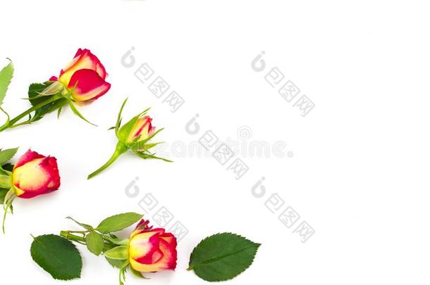花作品.框架使关于玫瑰花.平的放置,顶英语字母表的第22个字母