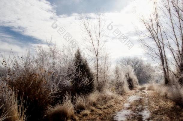 雪向指已提到的人小路