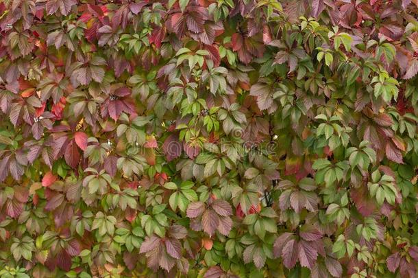 墙和红色的绿色的常春<strong>藤树</strong>叶背景