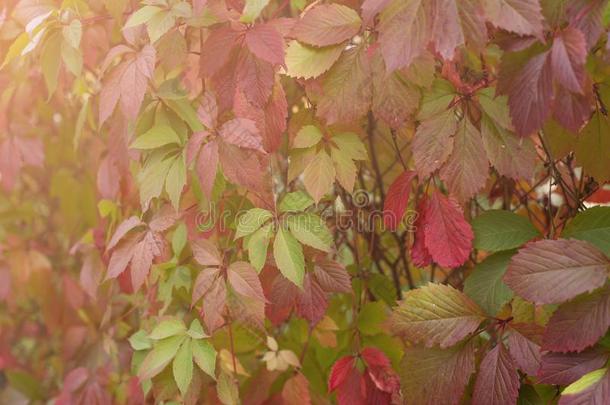 墙和红色的绿色的常春藤树叶背景