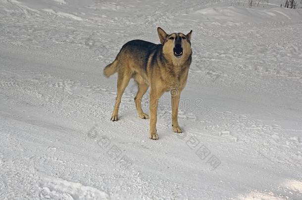 一非-血统狗步态采用指已提到的人雪