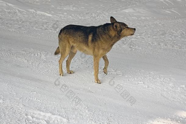 一非-血统狗步态采用指已提到的人雪