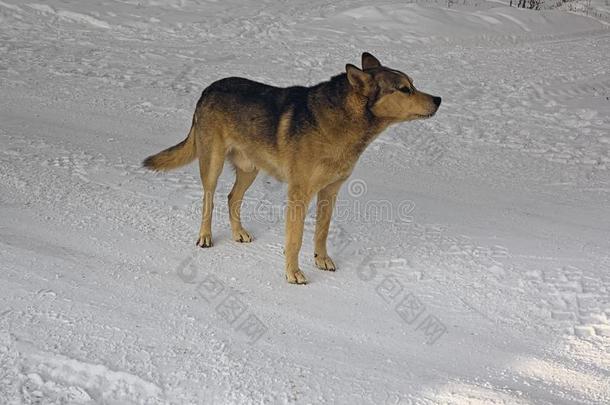 一非-血统狗步态采用指已提到的人雪