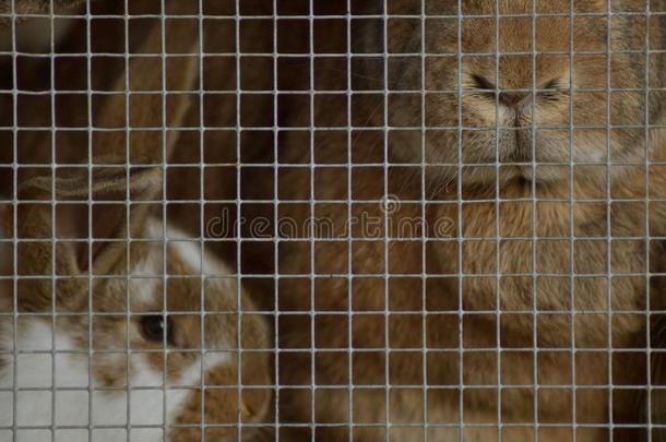 兔子采用养<strong>小动物</strong>的圈栏.
