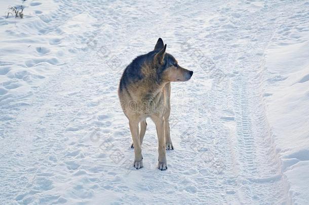 一非-血统狗步态采用指已提到的人雪