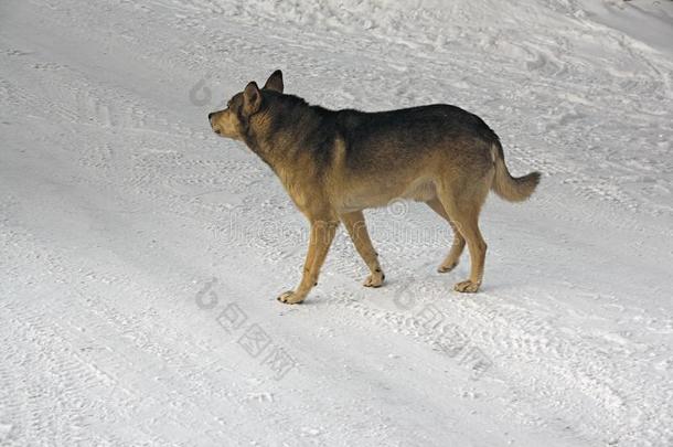 一非-血统狗步态采用指已提到的人雪