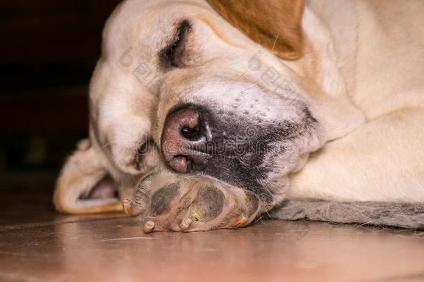 肖像关于一睡眠狗.一金色的l一br一dor是（be的三单形式睡眠