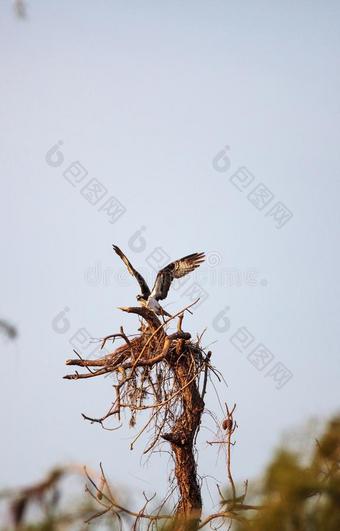 鹗鸟鹗卤虫修建它的窝图片