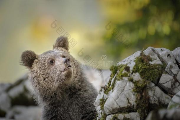 幸福的欧洲的棕色的熊幼小的兽