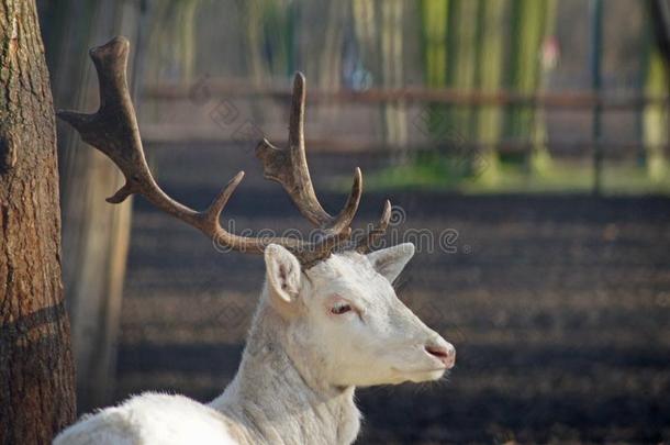 神圣的SaoTomePrincipe圣多美和普林西比休伯特鹿,白化病者犁过而未播种的鹿