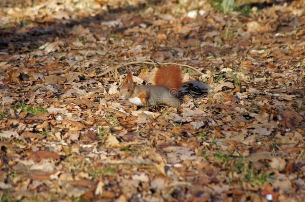 激烈的尾红色的松鼠肖像采用秋