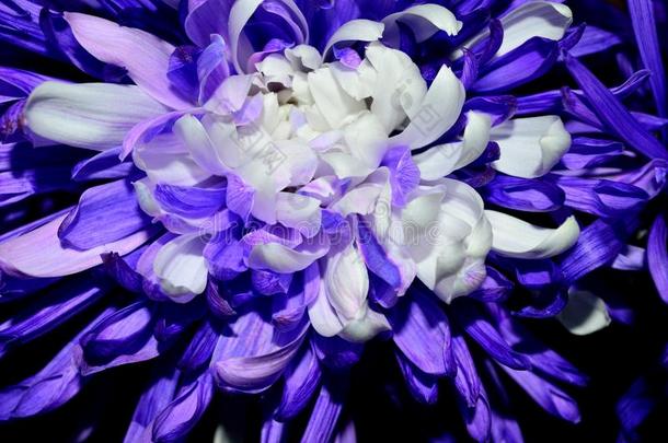 特写镜头紫色的和白色的有圆心的大丽花