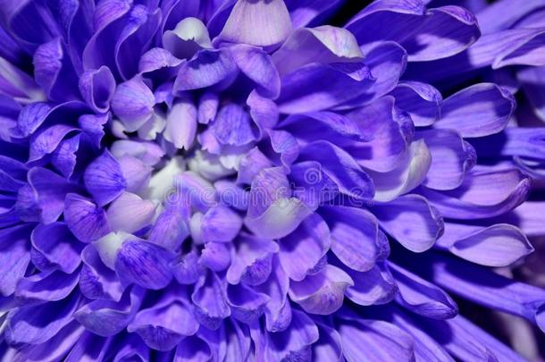 宏指令紫色的和白色的大丽花