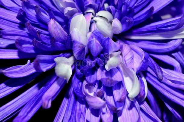 特写镜头紫色的和白色的大丽花