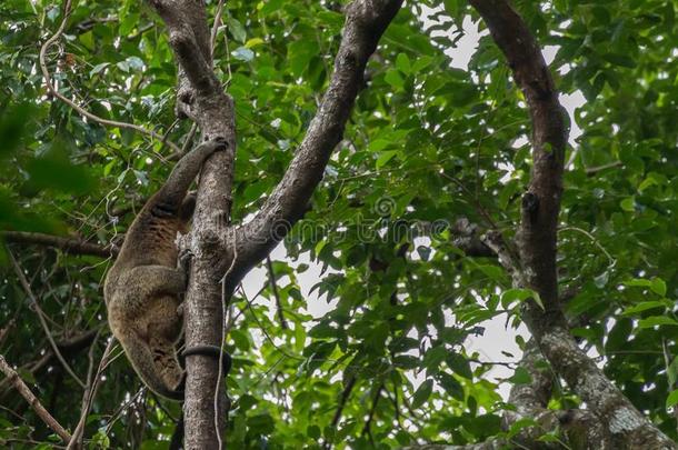 罕见的苏拉威西岛熊有袋类的一<strong>种树</strong>上动物大熊猫乌西纳斯采用一树采用T一ngkoko