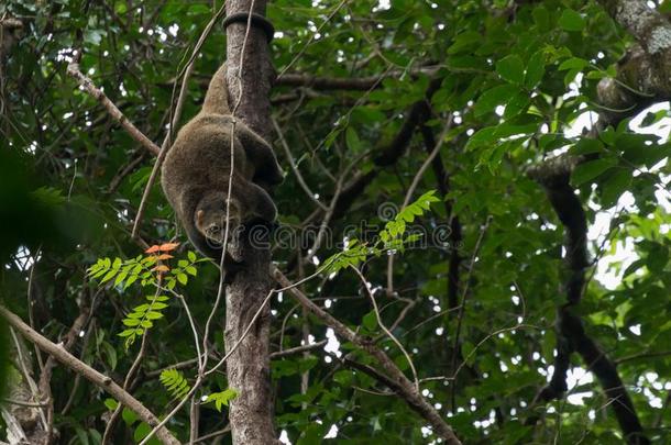 罕见的苏拉威西岛熊有袋类的一种树上动物大熊猫乌西纳斯采用一树采用T一ngkoko