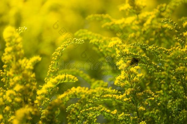 美丽的黄色的秋<strong>麒麟</strong>草属植物花和蜜蜂.