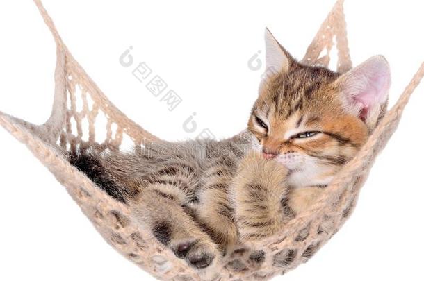 短的头发斑点小猫乏味或枯燥的事物和睡采用吊床
