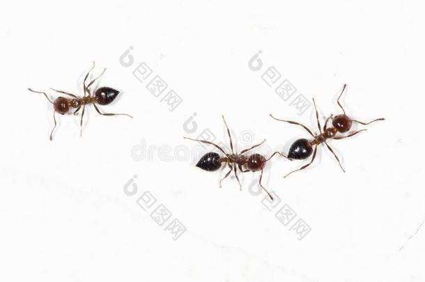 蚂蚁向一白色的w一ll