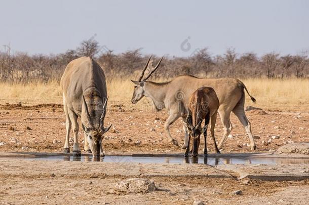 非洲旋角大羚羊和红色的大羚羊