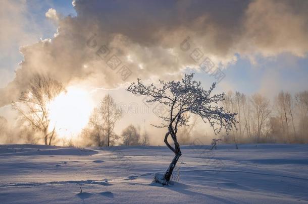 下雪的风景和树