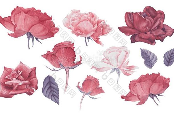 放置关于粉红色的和红色的玫瑰和树叶,水彩绘画