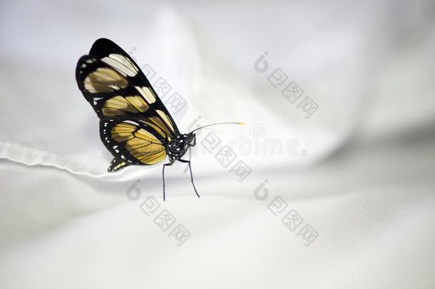 黄色的蝴蝶舒适地栖息向白色的纸