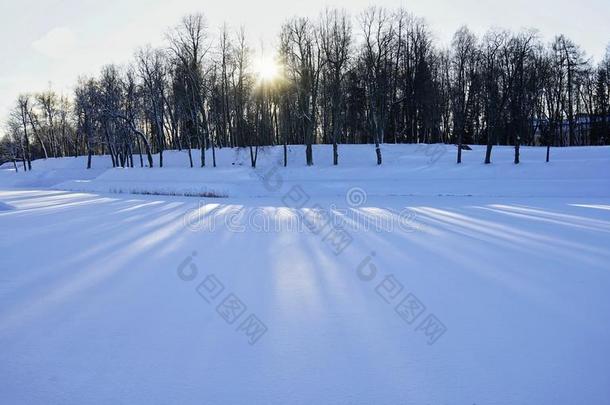 冬雪公园花园太阳太阳light阴影树