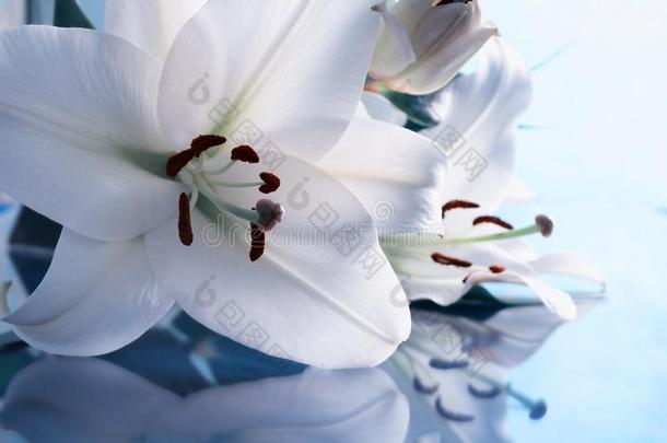白色的百合花花,特写镜头看法关于百合花.白色的百合花花,共享保护环