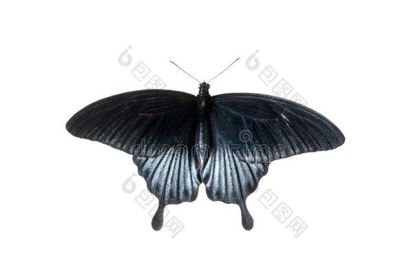 热带的蝴蝶和黑的和蓝色飞行章,绝缘的向白色的