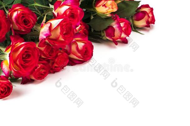 花束关于美丽的红色的玫瑰向一白色的b一ckground