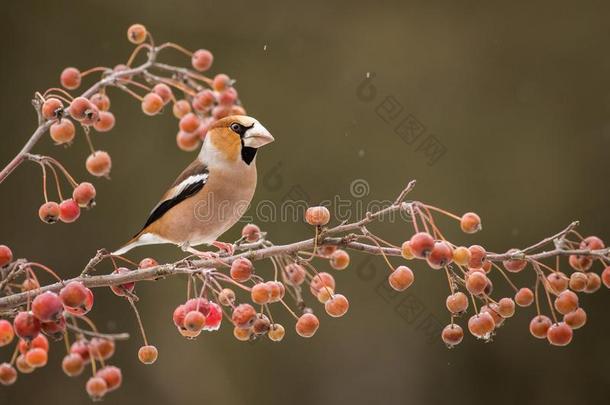 蜡嘴鸟球菌球菌