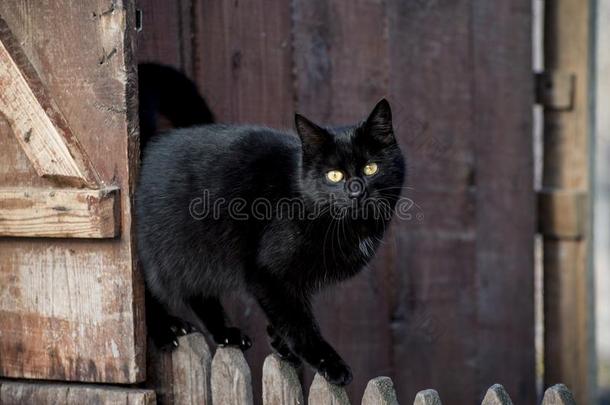 黑的猫是（be的三单形式这样<strong>奥秘</strong>