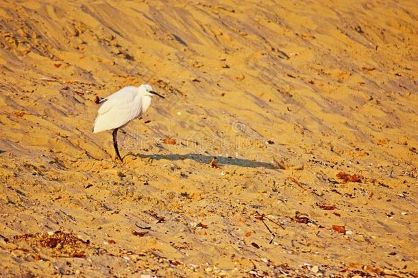 白色的<strong>鹭鸟</strong>向沙的海滩