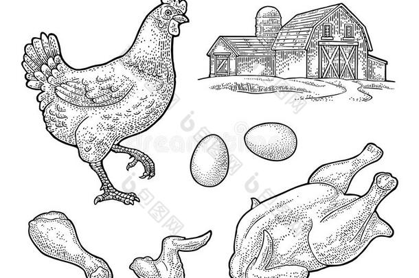 放置鸡.全部的帽子,腿,翅膀,鸡蛋和农场.酿酒的♪怀孕了♪