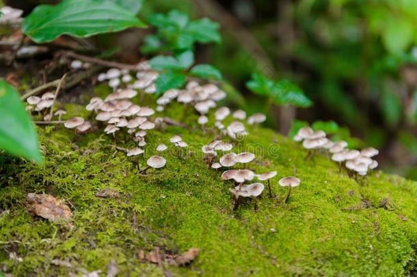苔藓和野生的蘑菇向练习用球瓶采用KawaguchiElectricWorksCo更多的平底锅自然跟踪长途跋涉
