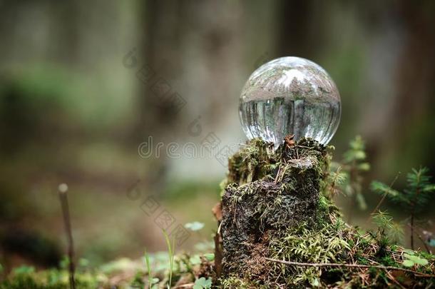 结晶球.一魔力的附件采用指已提到的人森林向指已提到的人树桩.ritualistic仪式的