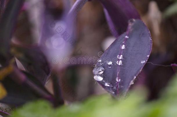 紫露草植物