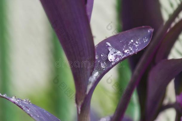 <strong>紫</strong>露草植物