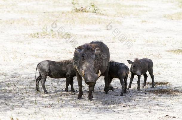 普通的疣猪帕科乔鲁斯阿弗里卡纳斯采用塔朗吉尔国家的公园