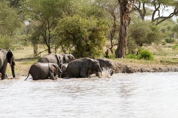 非洲的象采用塔朗吉尔国家的公园,坦桑尼亚