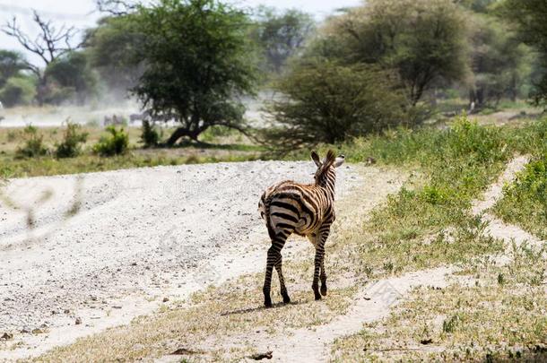 斑马家庭采用塔朗吉尔国家的公园,坦桑尼亚