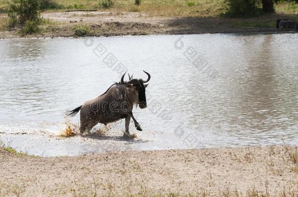 蓝色羚羊的一种牛羚<strong>金牛座</strong>跑步采用指已提到的人水