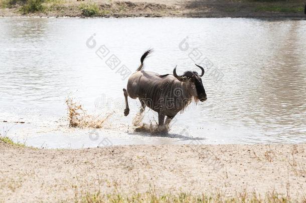 蓝色羚羊的一种牛羚金牛座跑步采用指已提到的人水