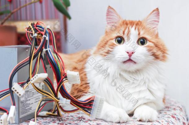 漂亮的红色的猫和计算机金属丝
