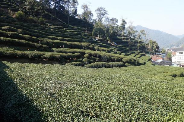 绿色的中国人<strong>龙井</strong>茶水种植园