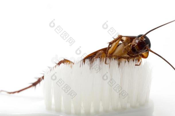 蟑螂粘贴向指已提到的人尖端关于一白色的牙刷.蟑螂