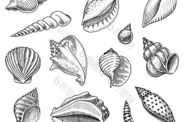 贝壳放置或软体动物类不同的f或ms.海生物.铭记