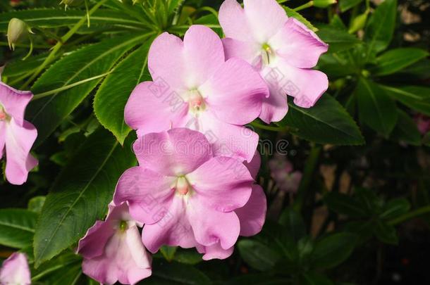 微妙的粉红色的凤仙花属植物花和绿色的树叶和芽