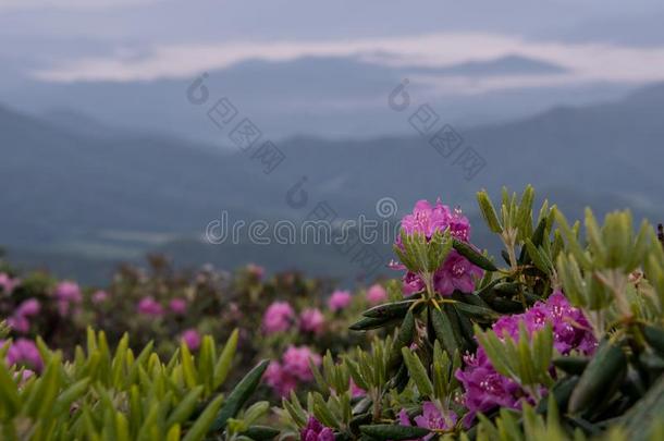 湿的杜鹃花花在上面有雾的山谷